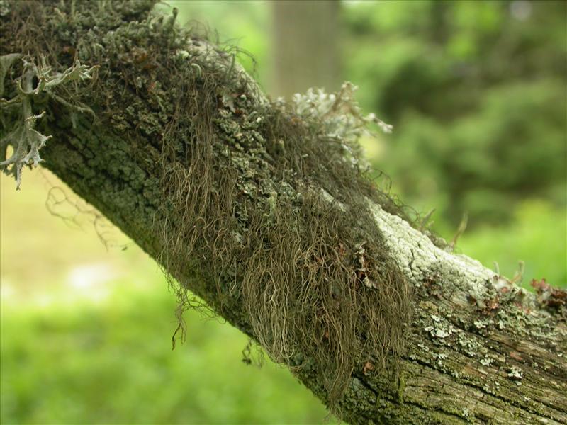 Bryoria fuscescens (door Laurens Sparrius)