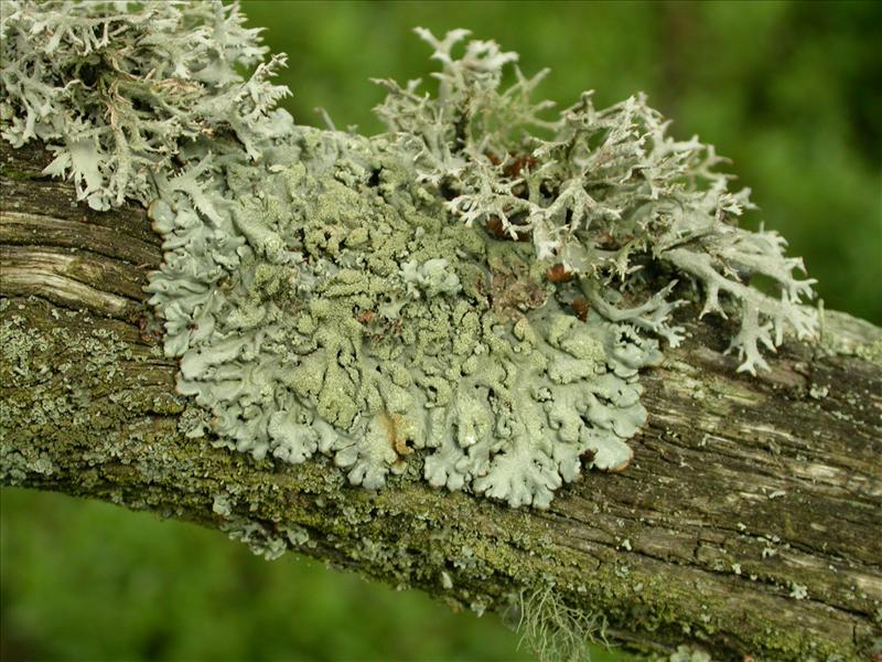 Hypogymnia farinacea (door Laurens Sparrius)