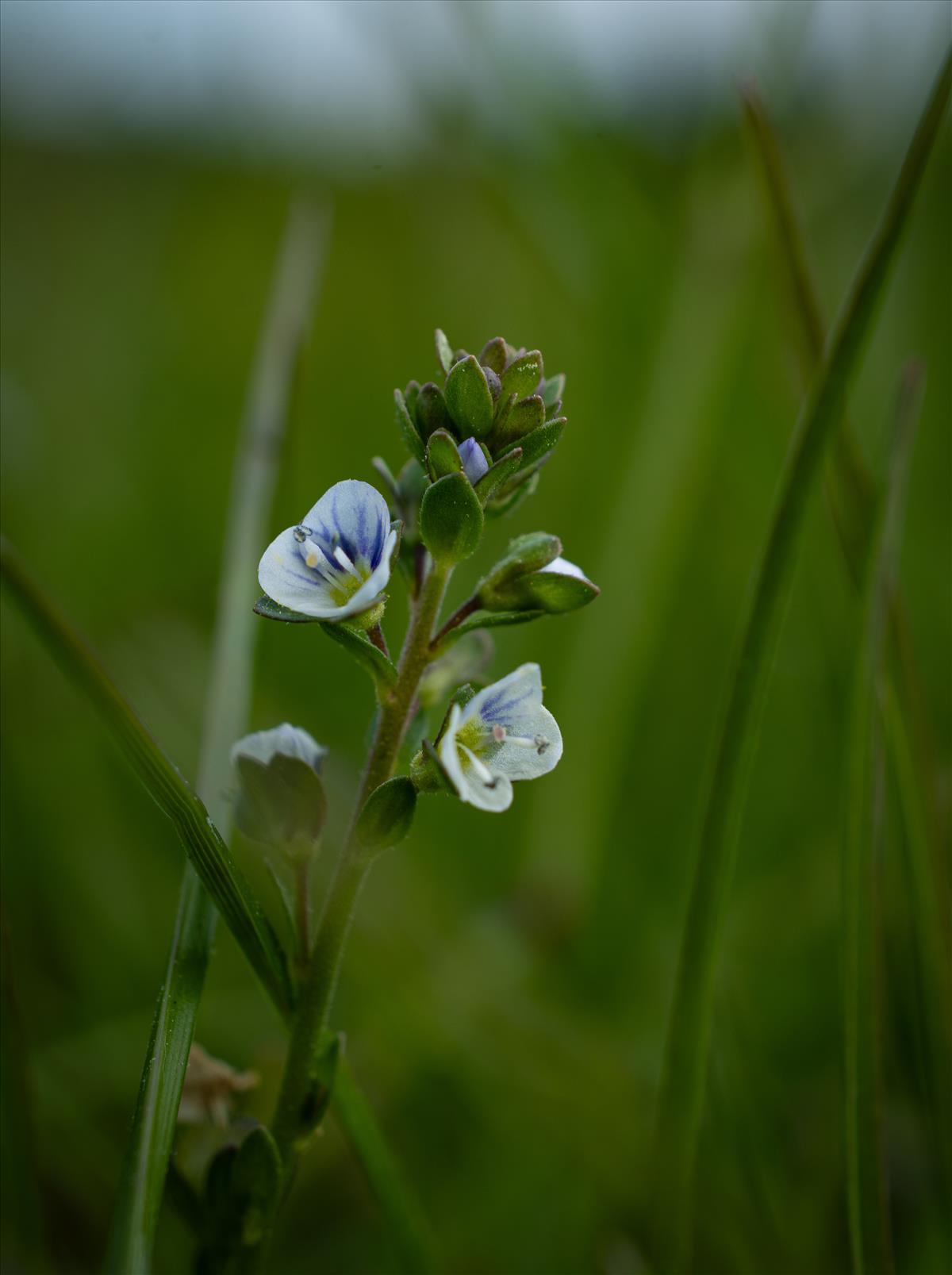 Veronica serpyllifolia (door Nils van Rooijen)