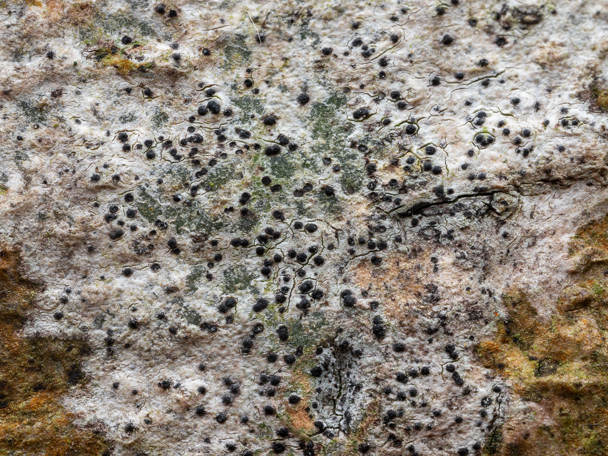 Anisomeridium biforme (door Job van Dieten)