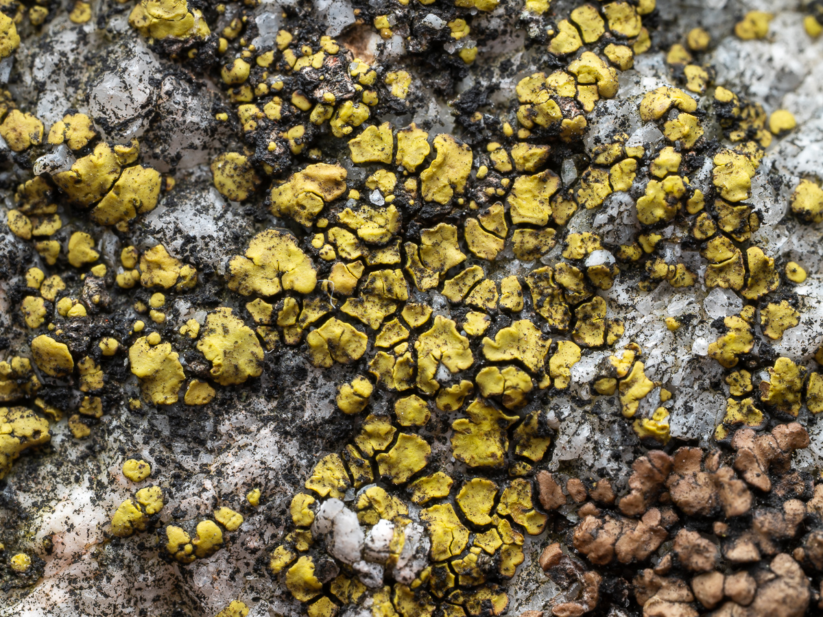 Acarospora chrysops (door Job van Dieten)