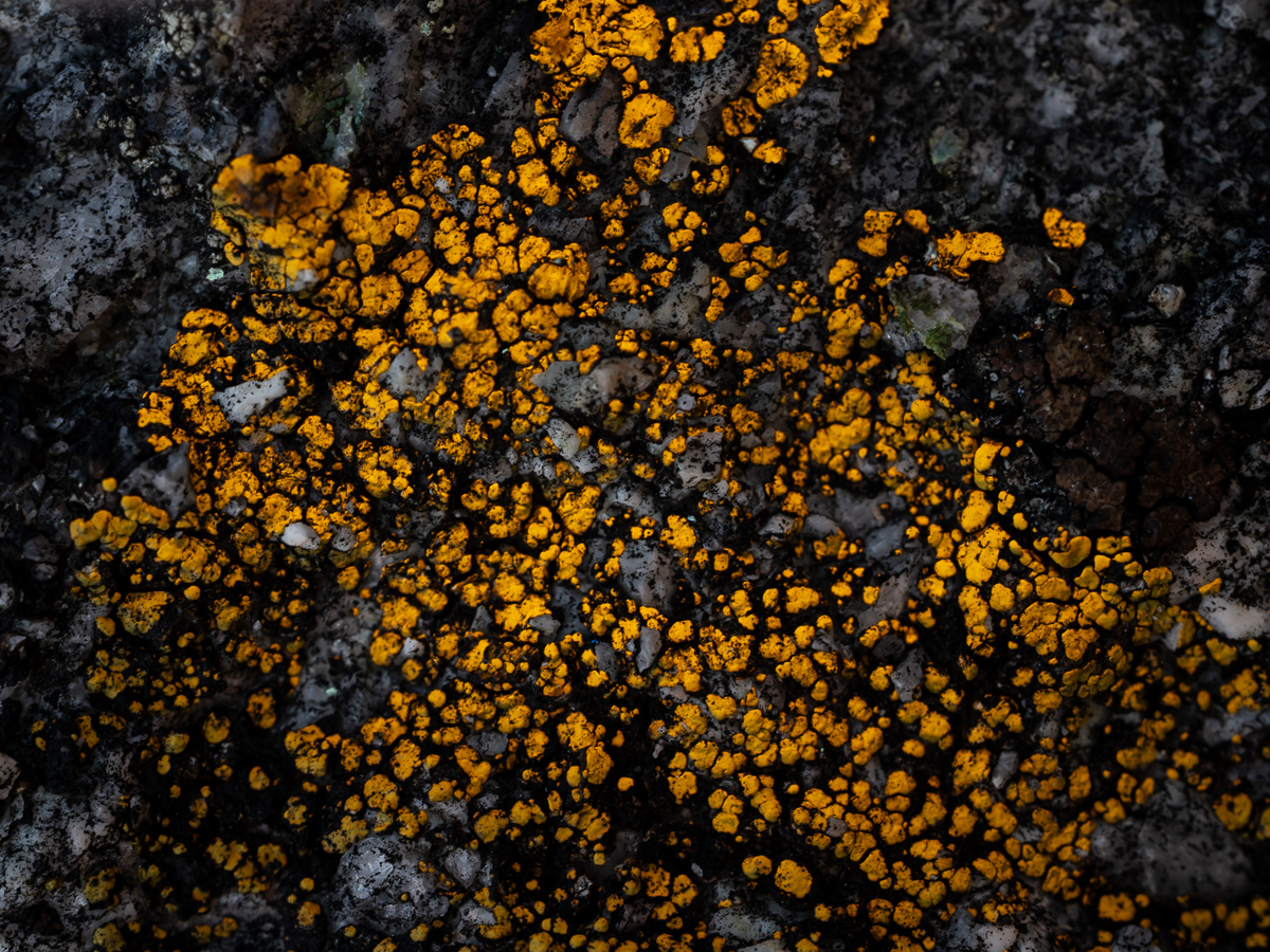 Acarospora chrysops (door Job van Dieten)