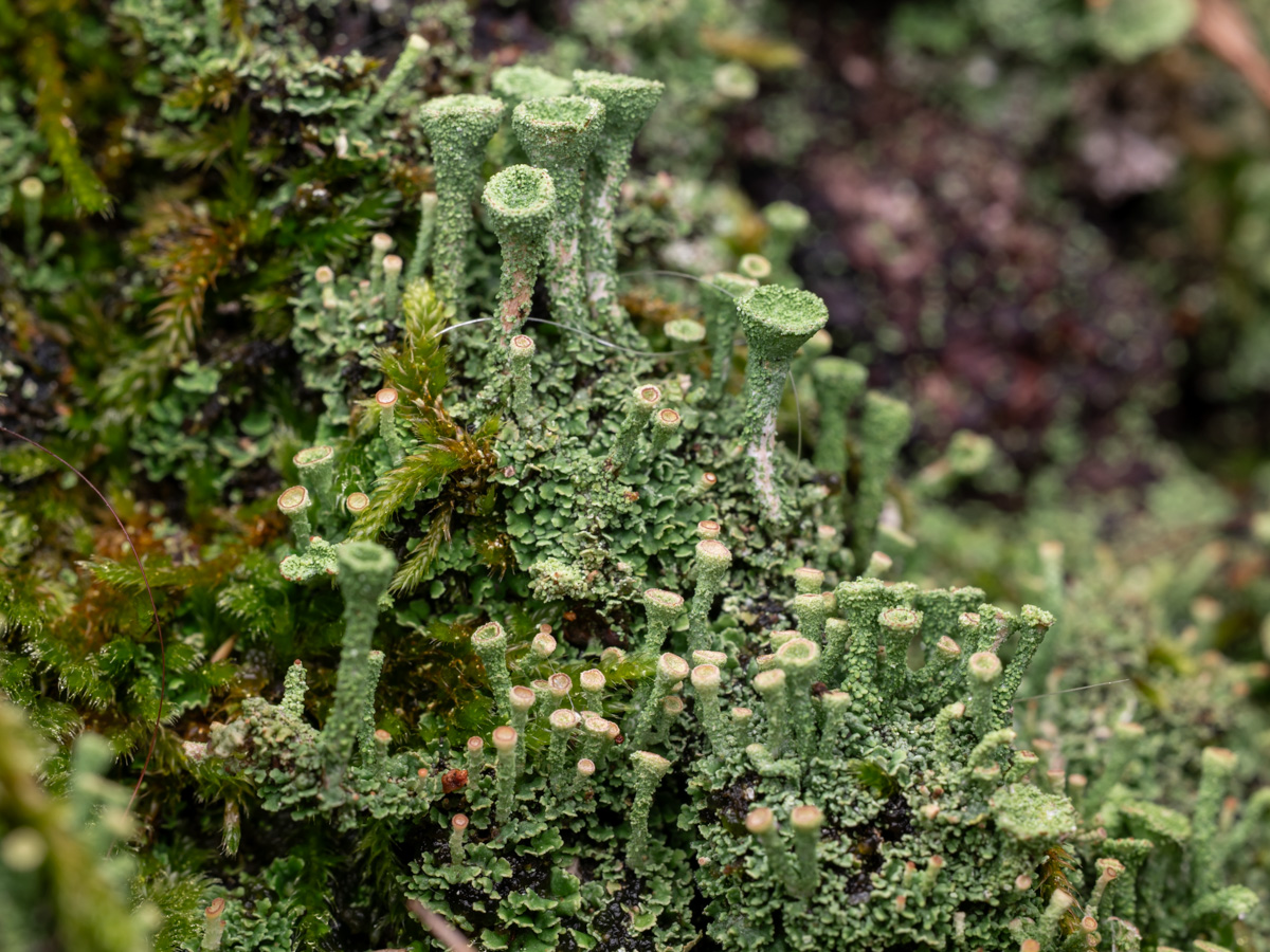 Cladonia chlorophaea (door Job van Dieten)
