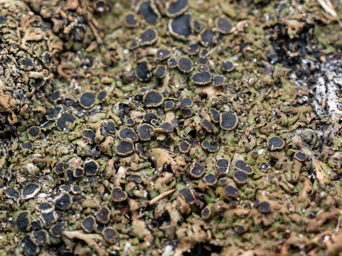 Anaptychia runcinata (door Job van Dieten)