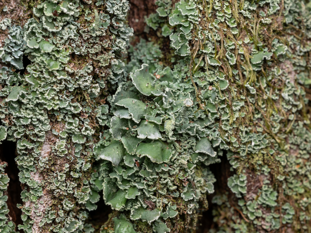 Cladonia digitata (door Job van Dieten)