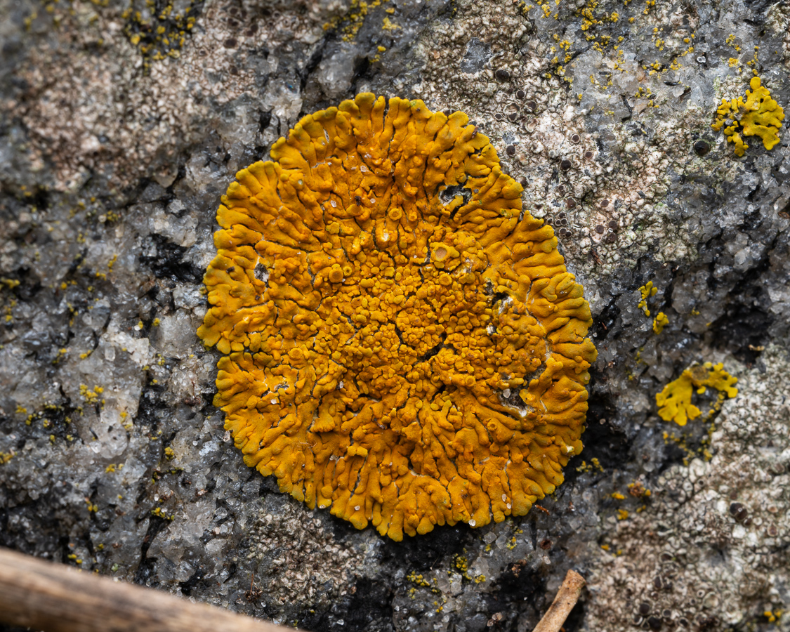 Variospora thallincola (door Job van Dieten)