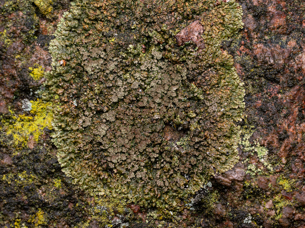 Xanthoparmelia loxodes (door Job van Dieten)