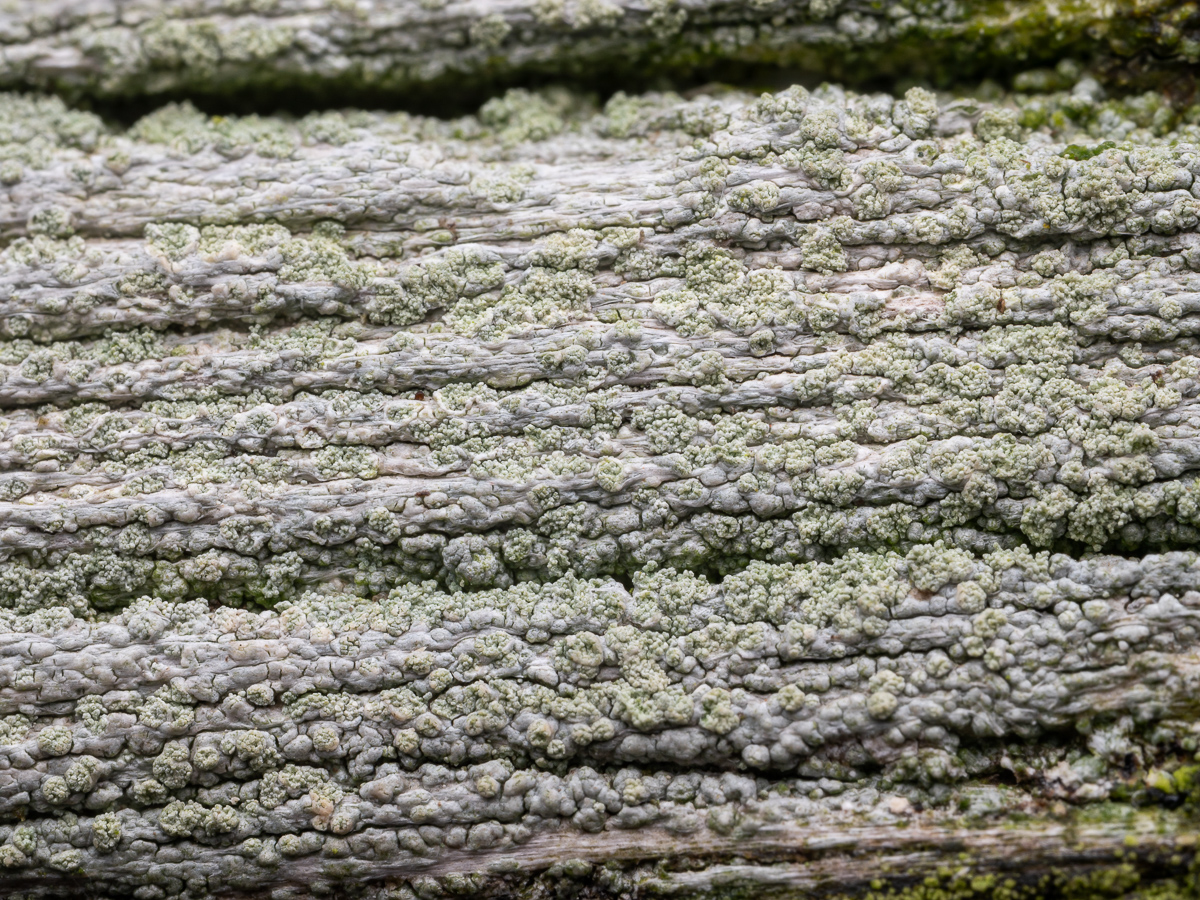 Ochrolechia arborea (door Job van Dieten)