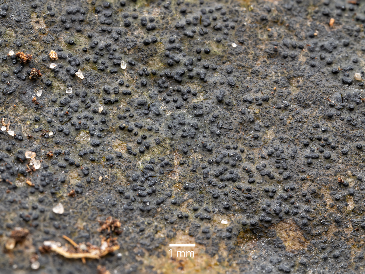 Wahlenbergiella striatula (door Job van Dieten)