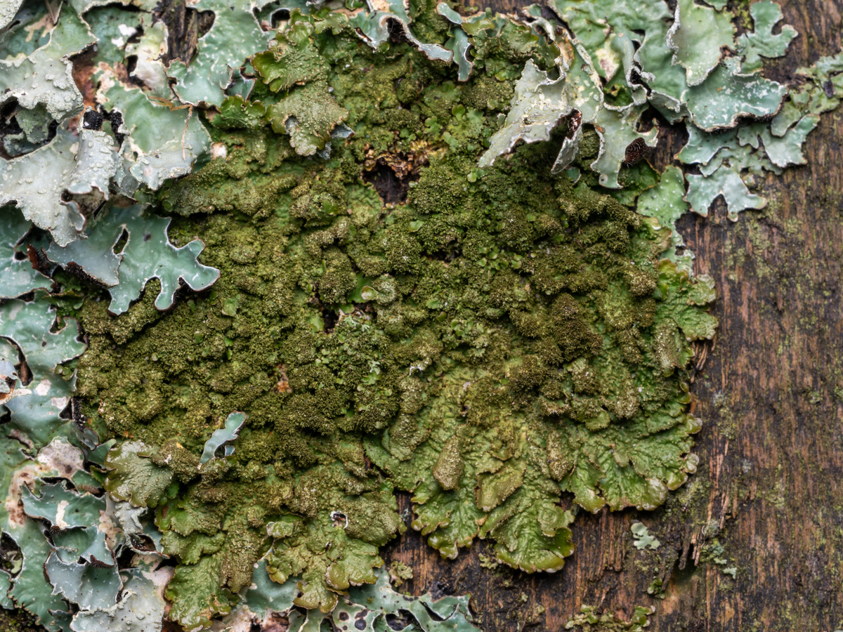 Melanelixia glabratula (door Job van Dieten)
