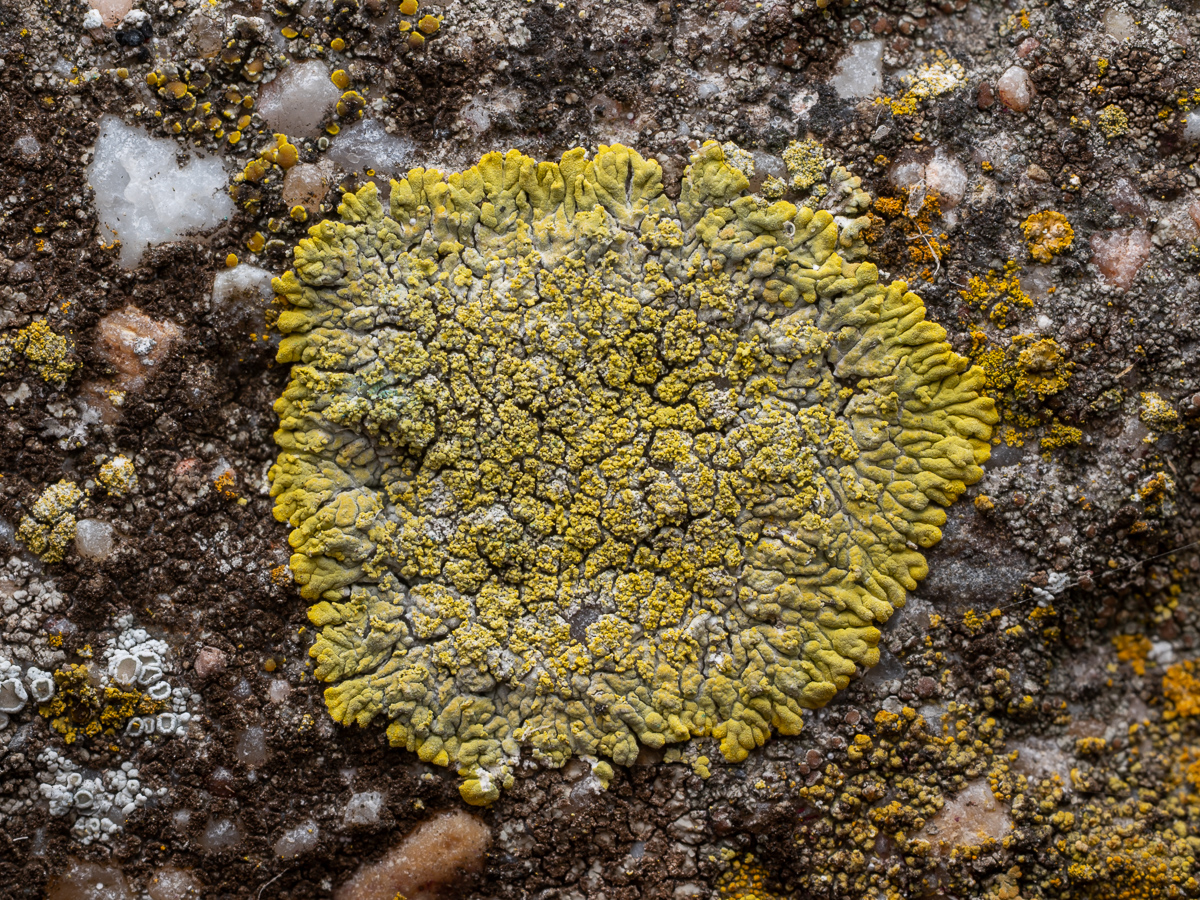 Calogaya decipiens (door Job van Dieten)