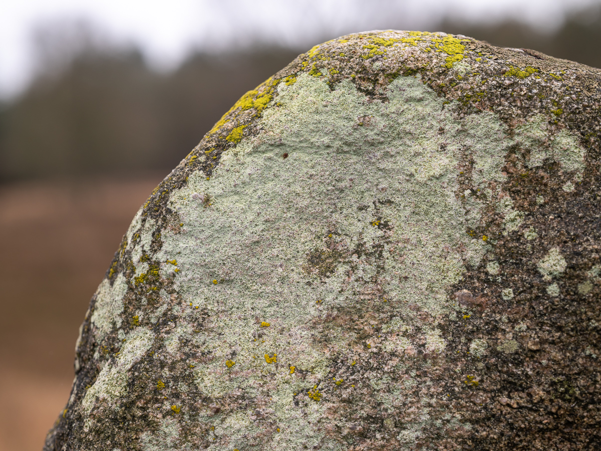 Lecanora orosthea (door Job van Dieten)