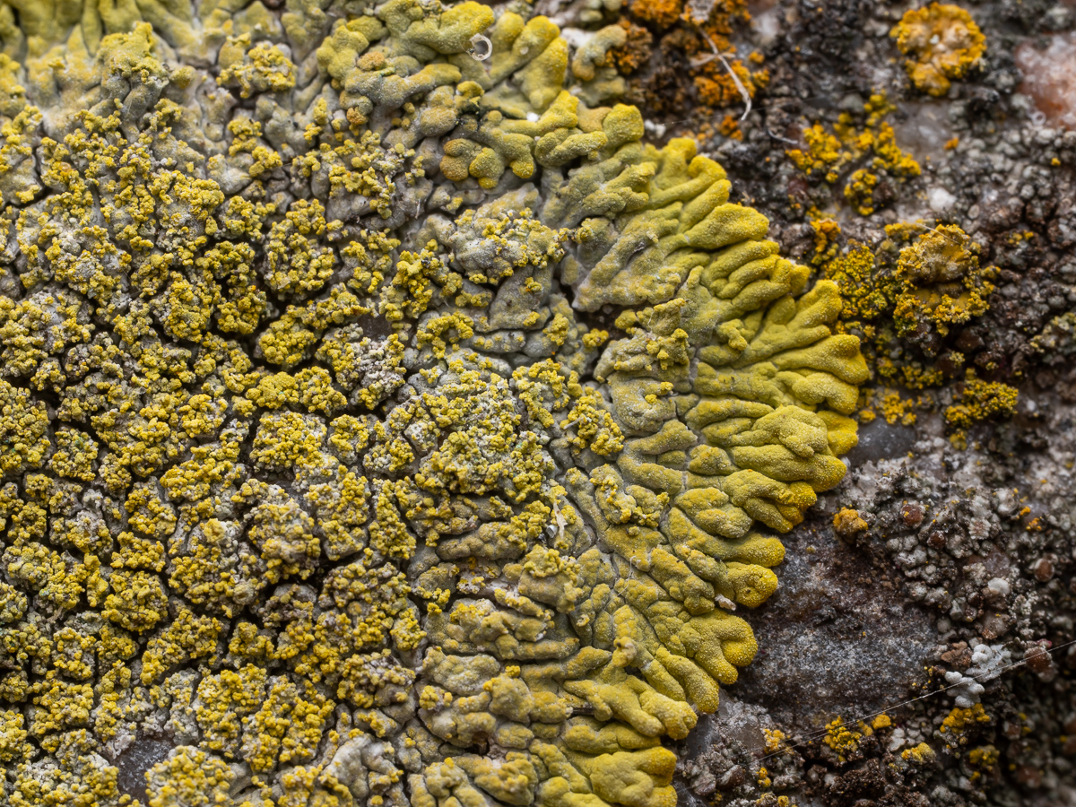 Calogaya decipiens (door Job van Dieten)