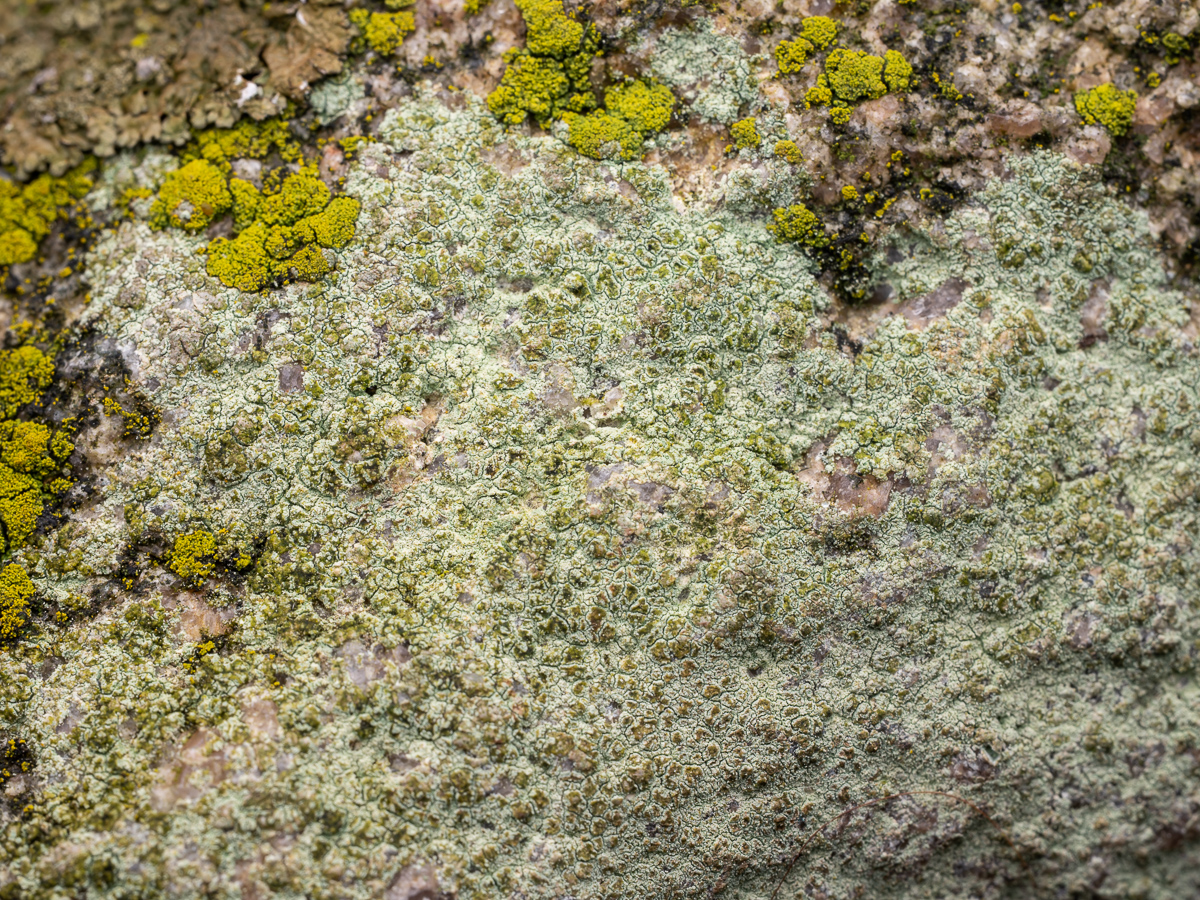 Lecanora orosthea (door Job van Dieten)
