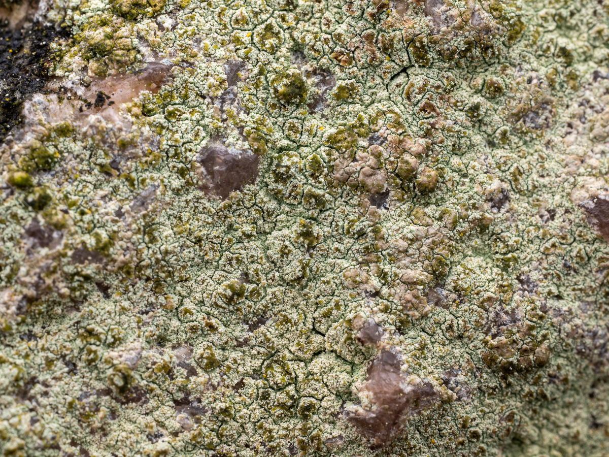 Lecanora orosthea (door Job van Dieten)