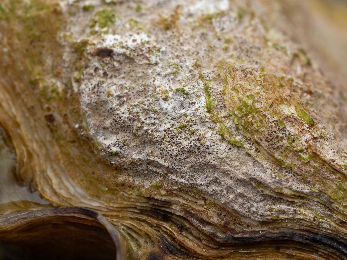 Collemopsidium foveolatum (door Job van Dieten)