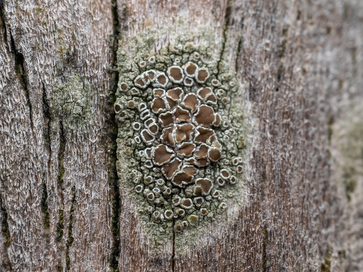 Myriolecis zosterae (door Job van Dieten)
