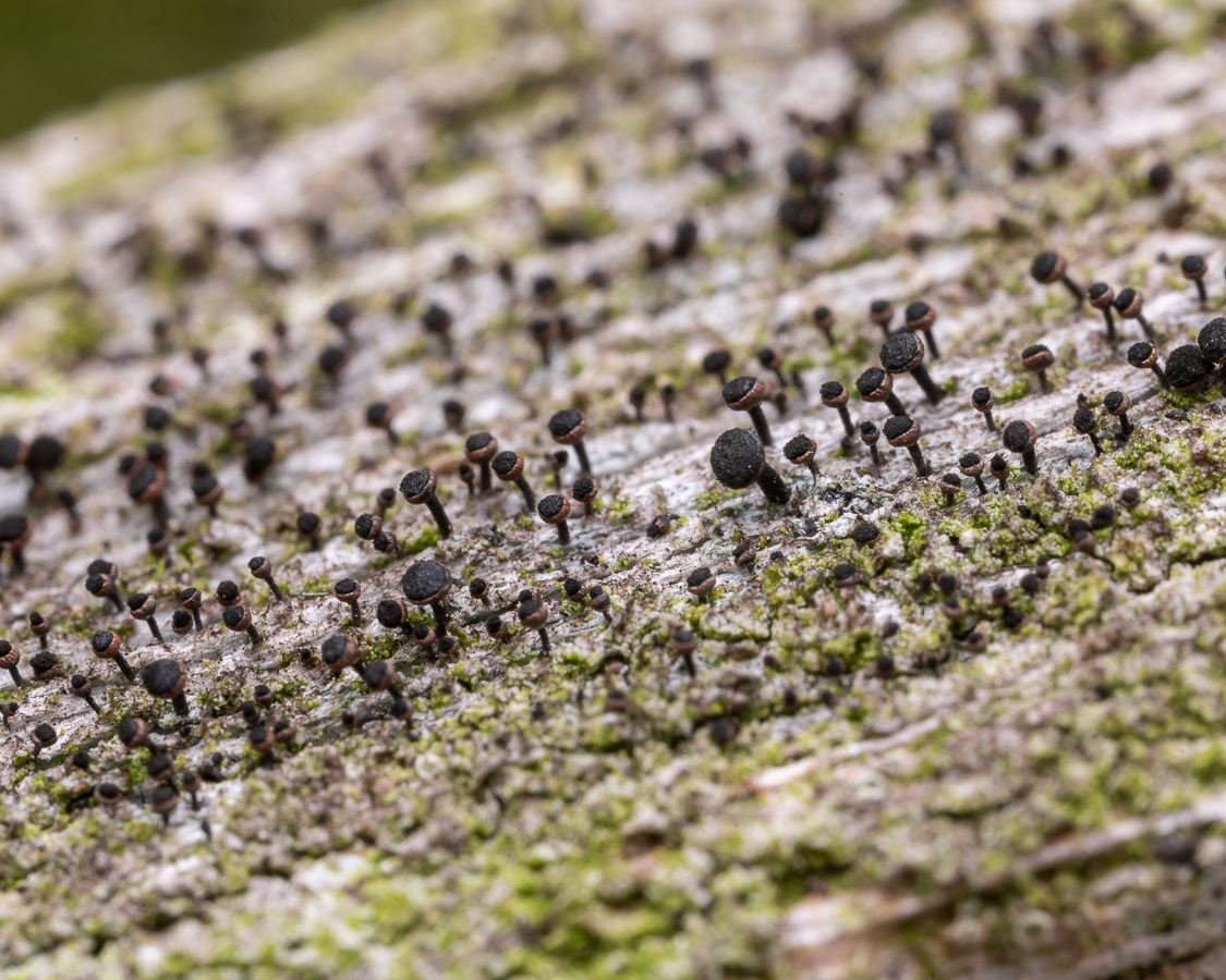 Calicium salicinum (door Job van Dieten)