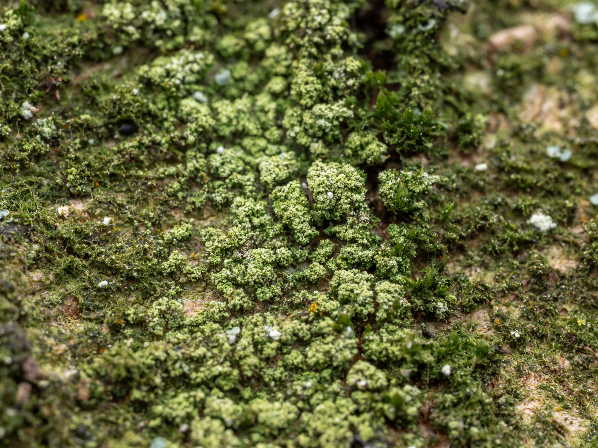 Micarea subviridescens (door Job van Dieten)