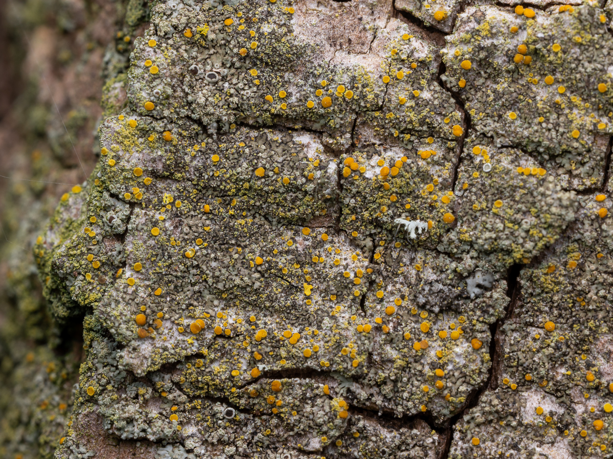 Scythioria phlogina (door Job van Dieten)