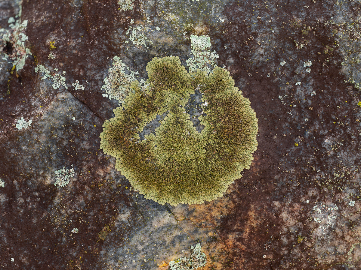 Xanthoparmelia pulla (door Job van Dieten)