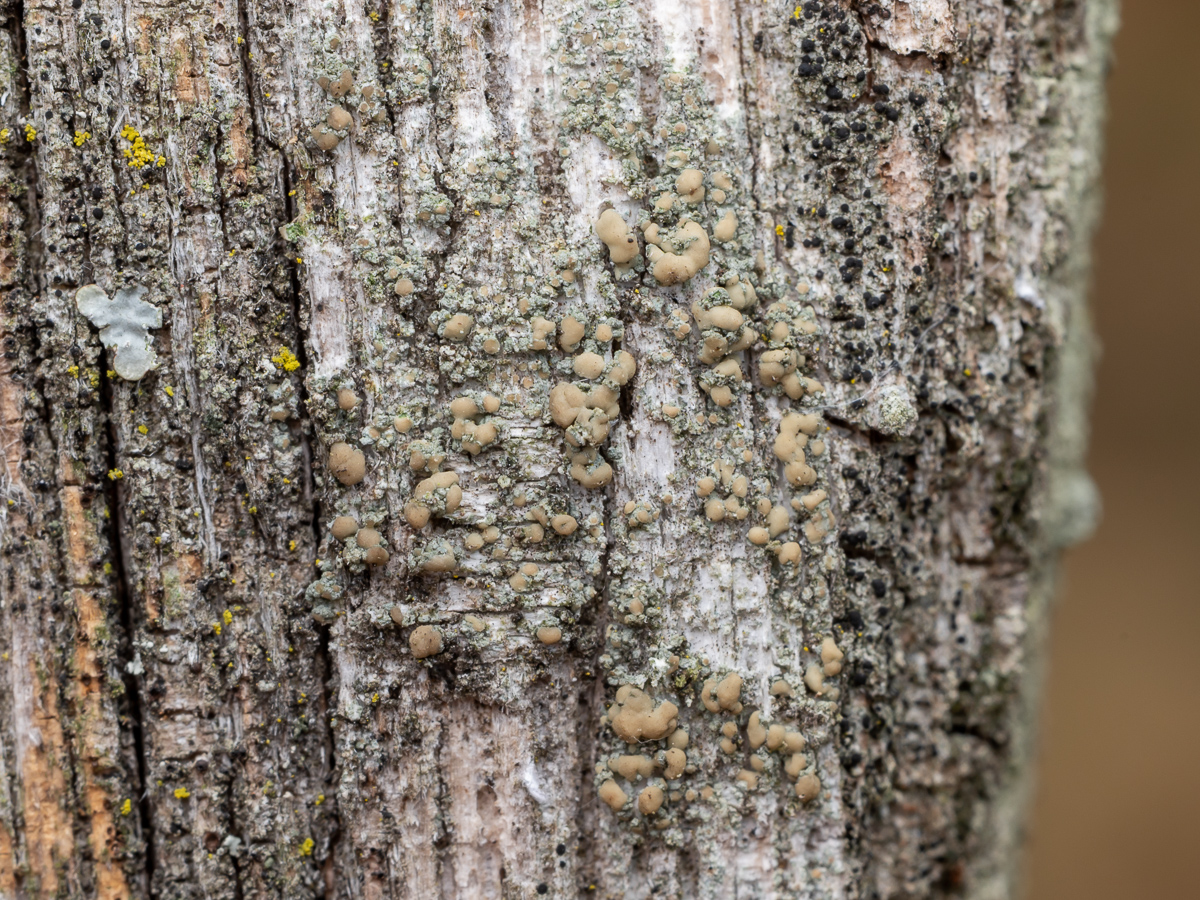 Lecanora symmicta (door Job van Dieten)