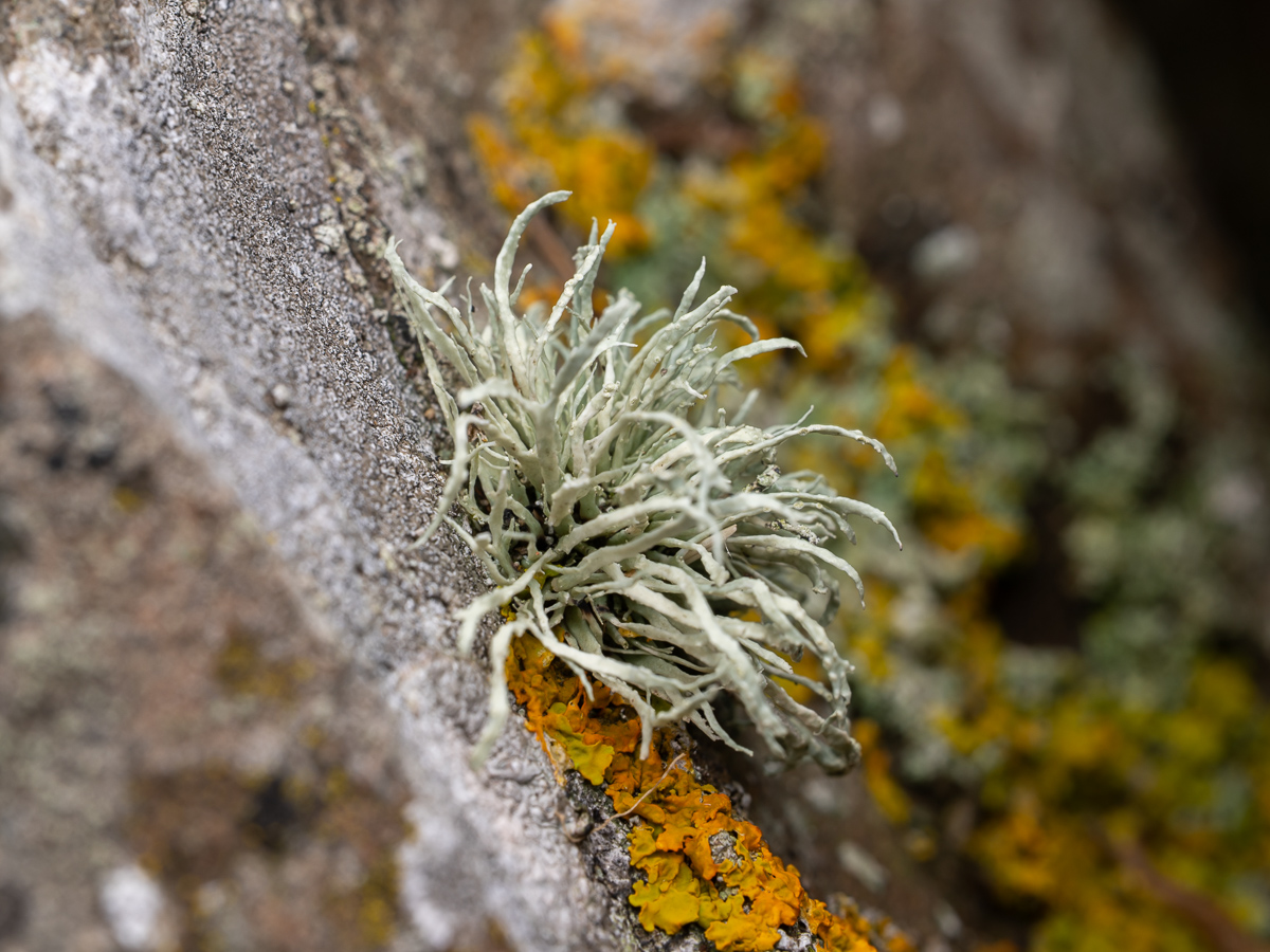 Ramalina subfarinacea (door Job van Dieten)