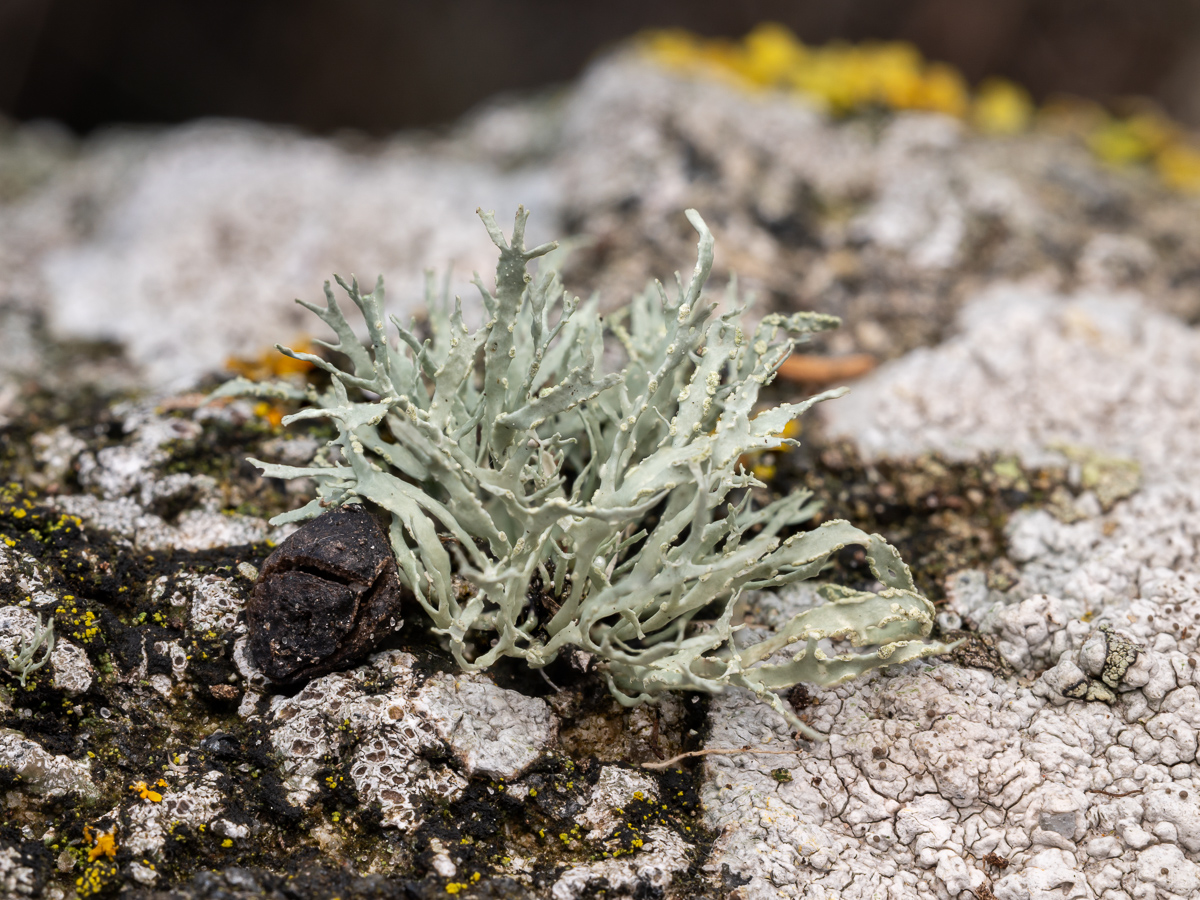 Ramalina subfarinacea (door Job van Dieten)