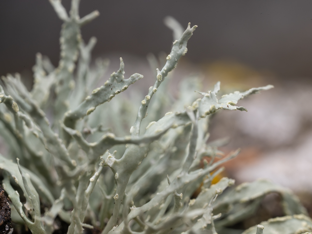 Ramalina subfarinacea (door Job van Dieten)