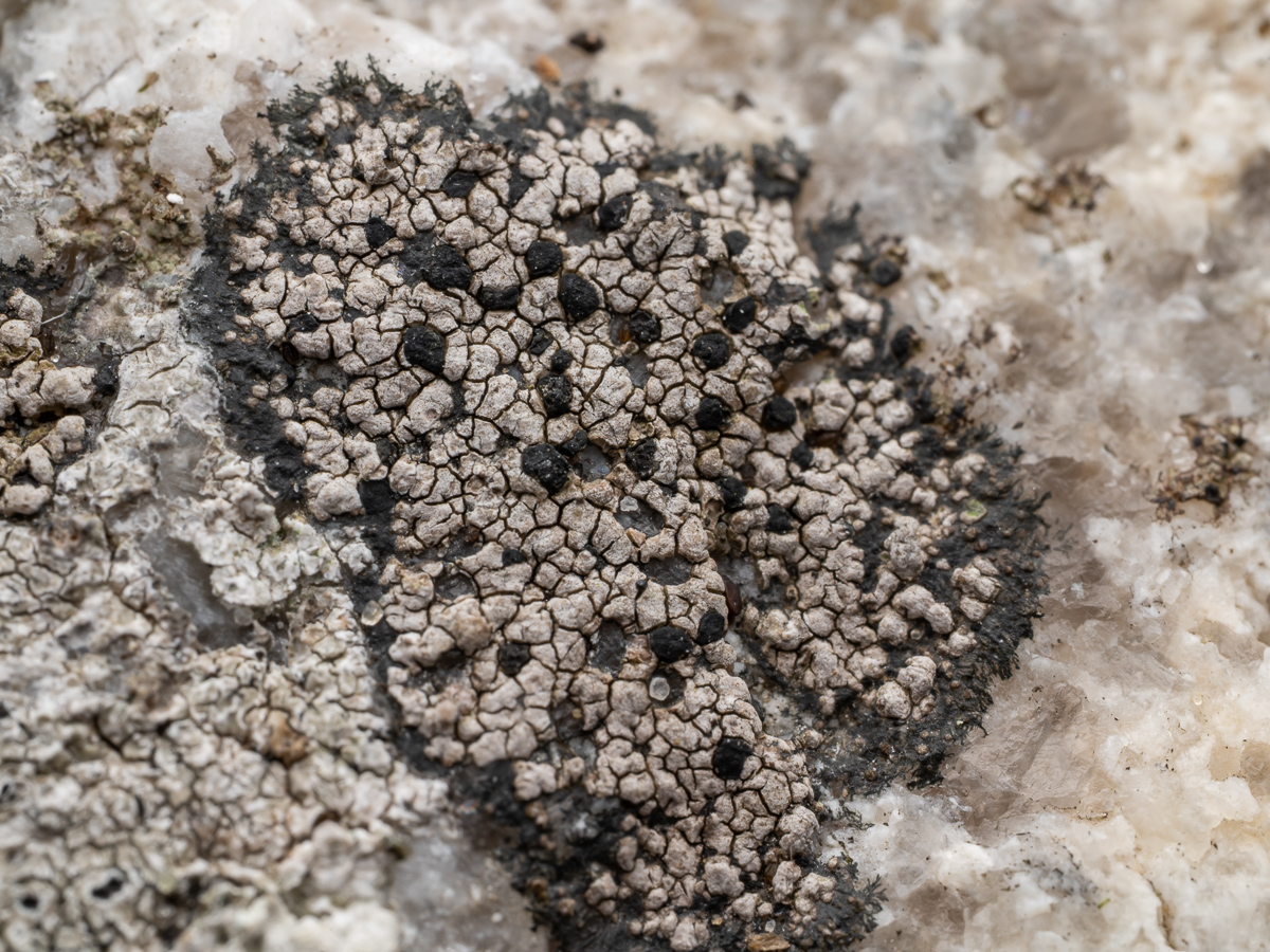 Rhizocarpon richardii (door Job van Dieten)