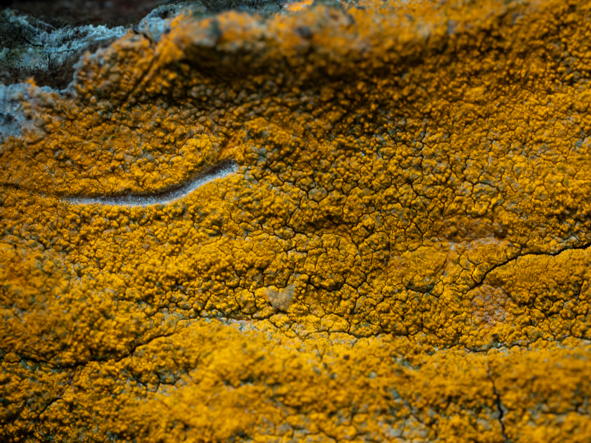 Pertusaria flavida (door Job van Dieten)
