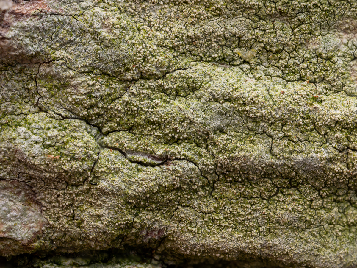 Pertusaria flavida (door Job van Dieten)