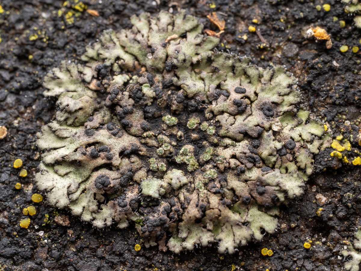 Arthonia phaeophysciae (door Job van Dieten)