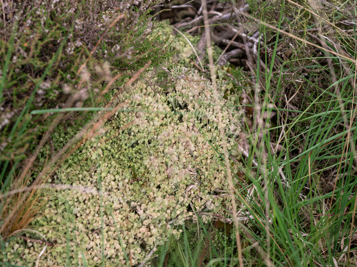 Cladonia grayi (door Job van Dieten)