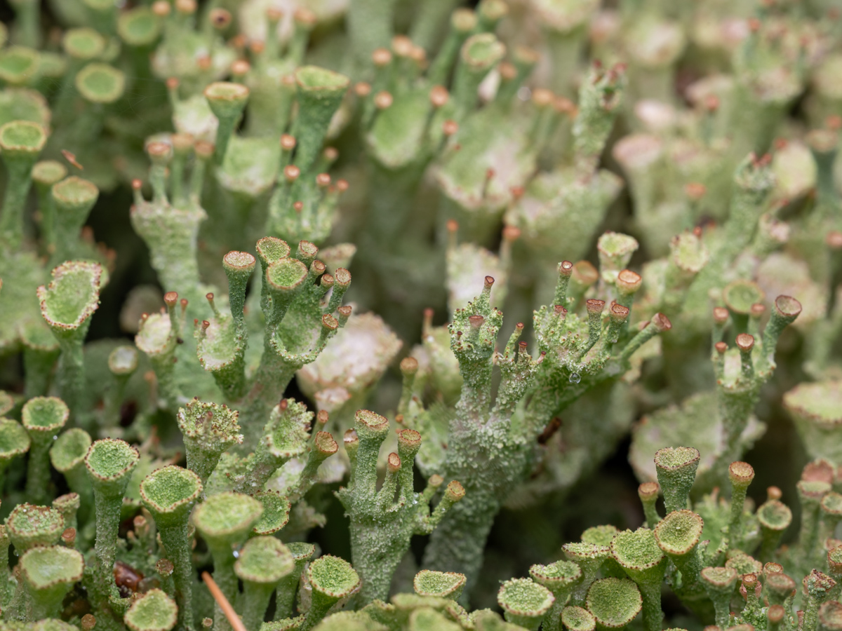 Cladonia grayi (door Job van Dieten)