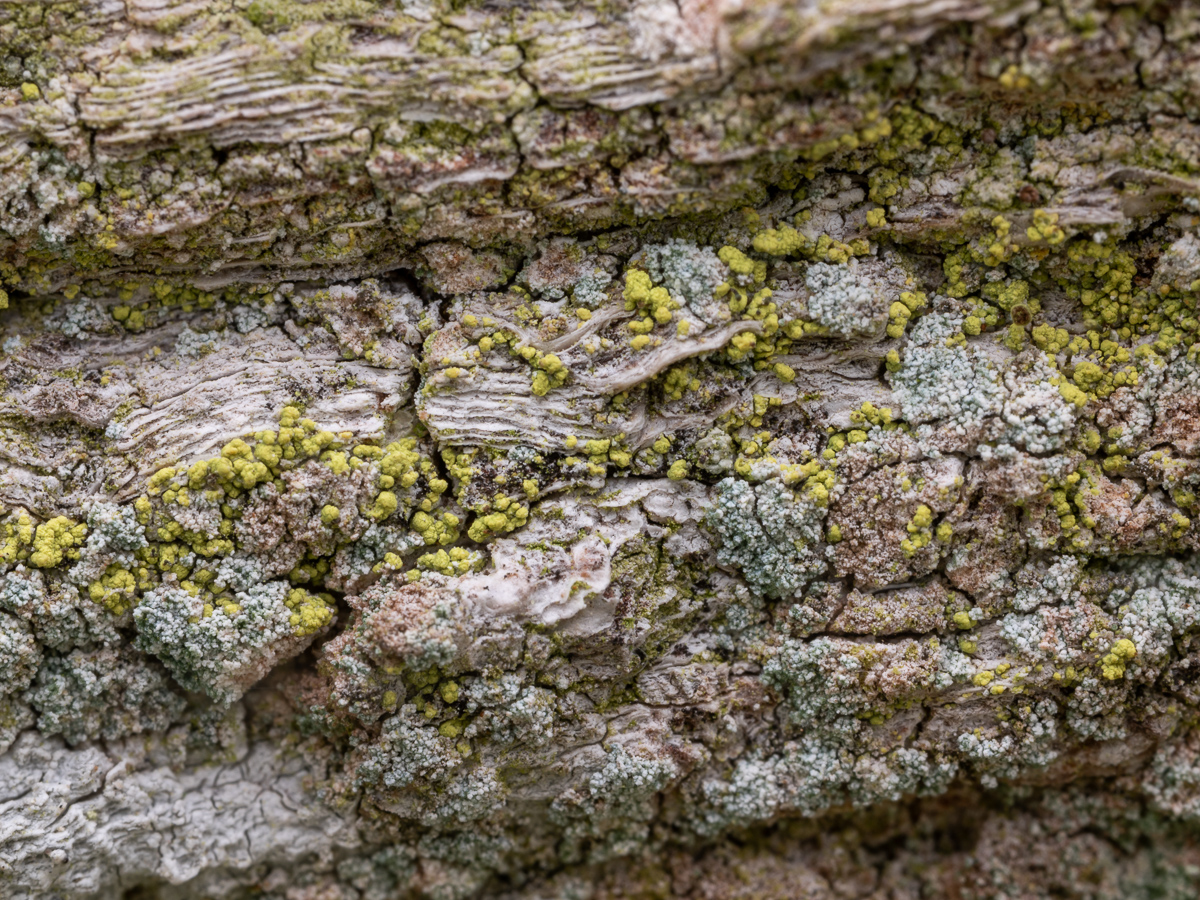 Chaenotheca chrysocephala (door Job van Dieten)