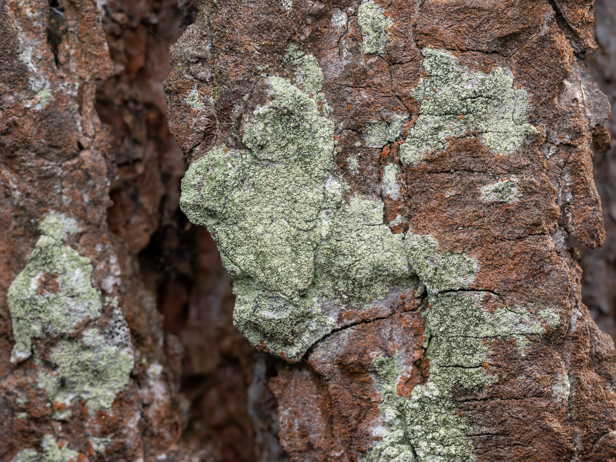 Lecanora expallens (door Job van Dieten)