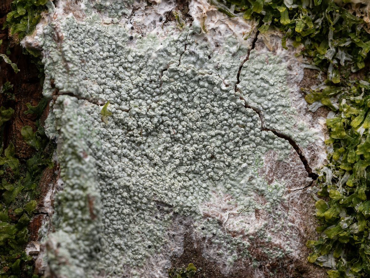 Ochrolechia subviridis (door Job van Dieten)