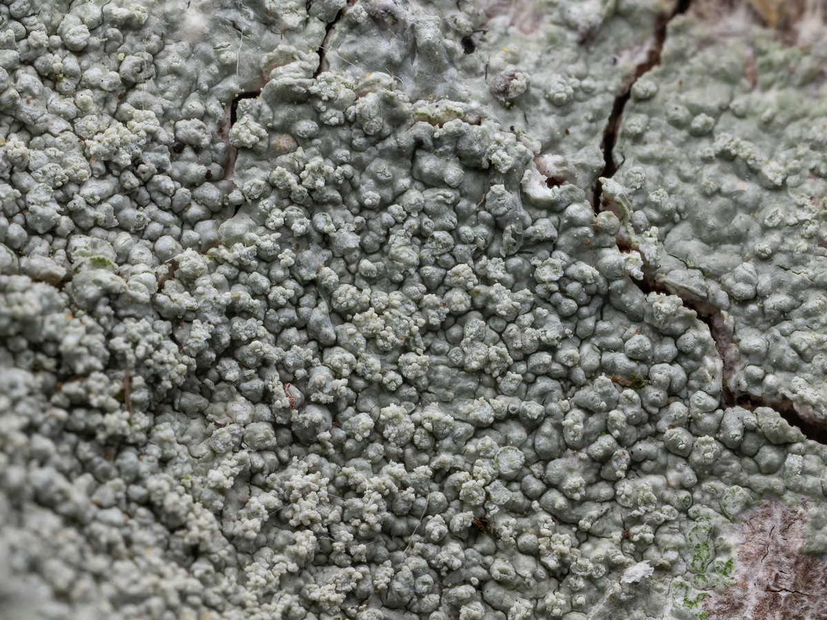 Ochrolechia subviridis (door Job van Dieten)