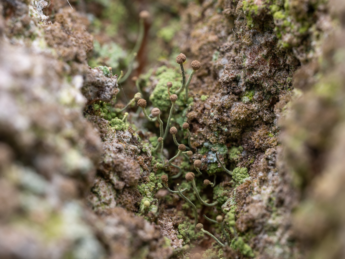 Chaenotheca furfuracea (door Job van Dieten)