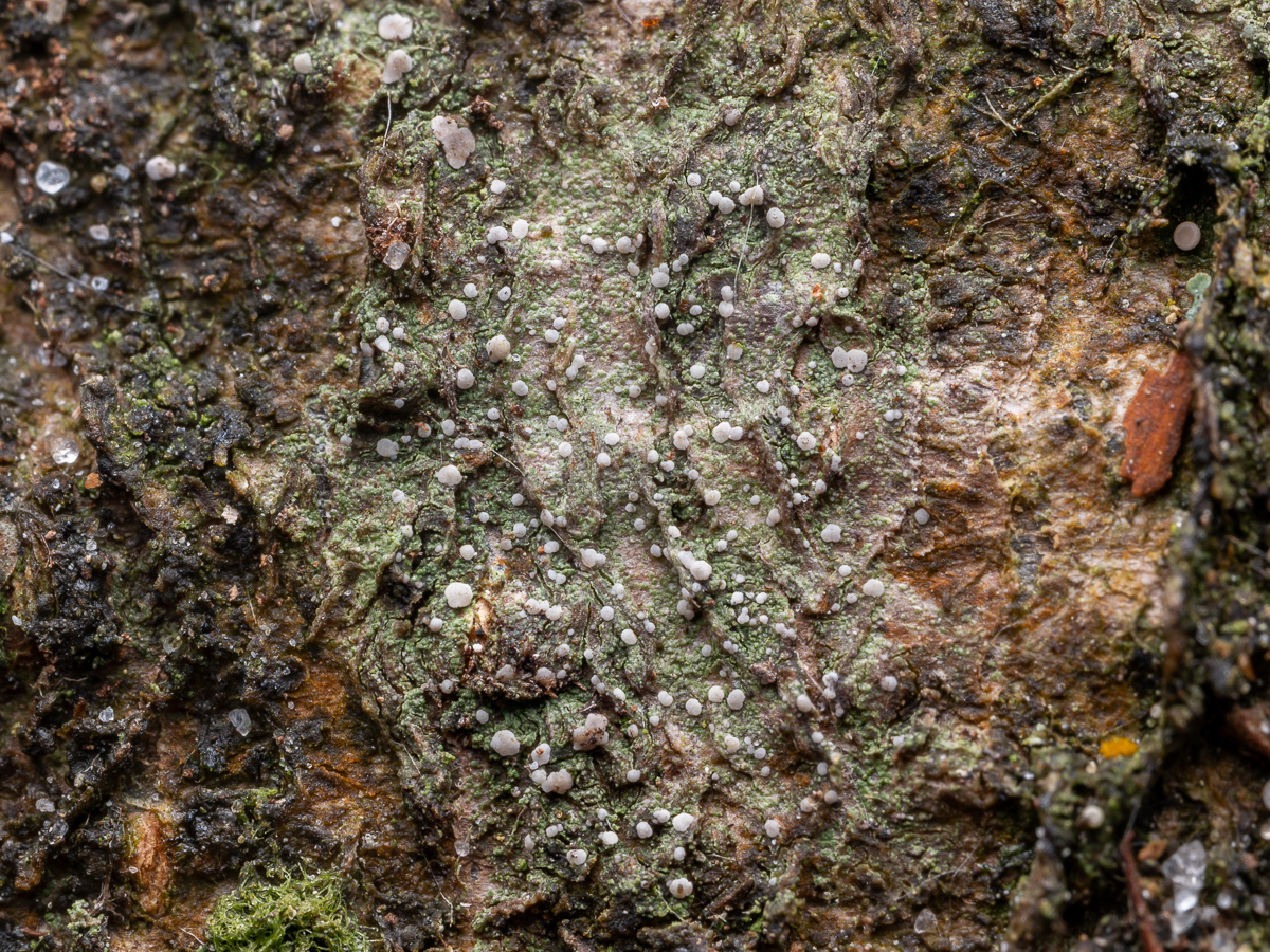 Micarea peliocarpa (door Job van Dieten)