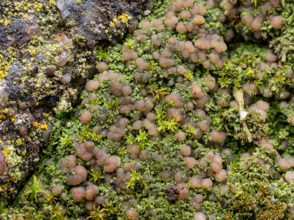 Vezdaea aestivalis (door Job van Dieten)