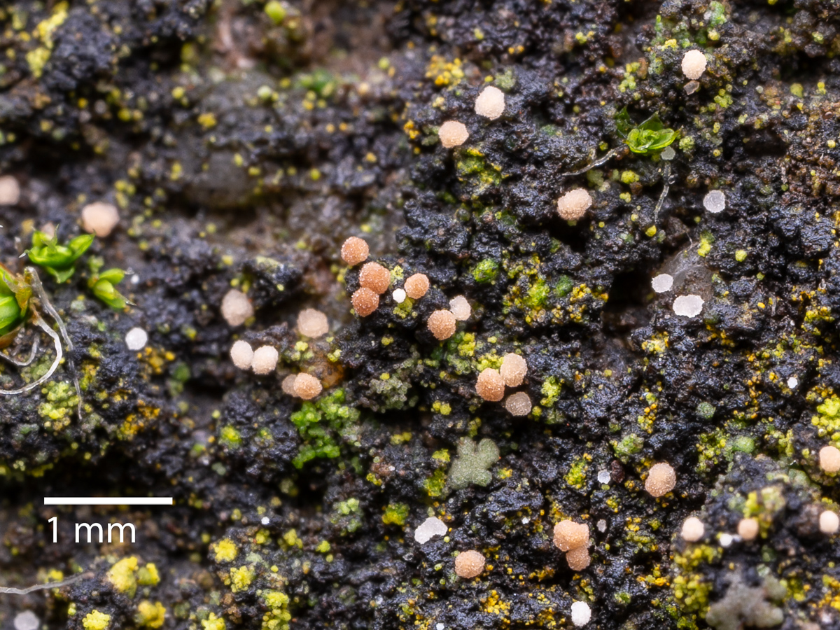 Ceratobasidium bulbillifaciens (door Job van Dieten)