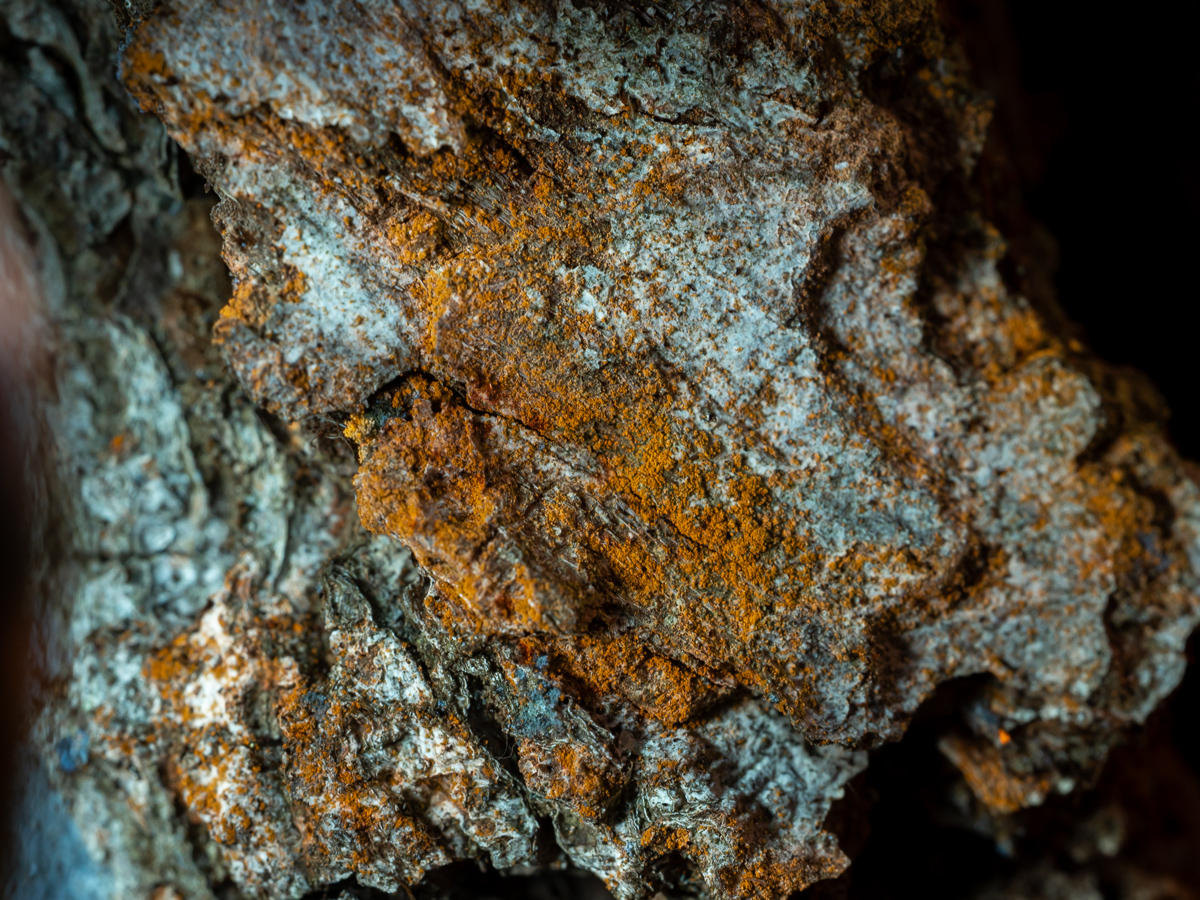 Chrysothrix flavovirens (door Job van Dieten)