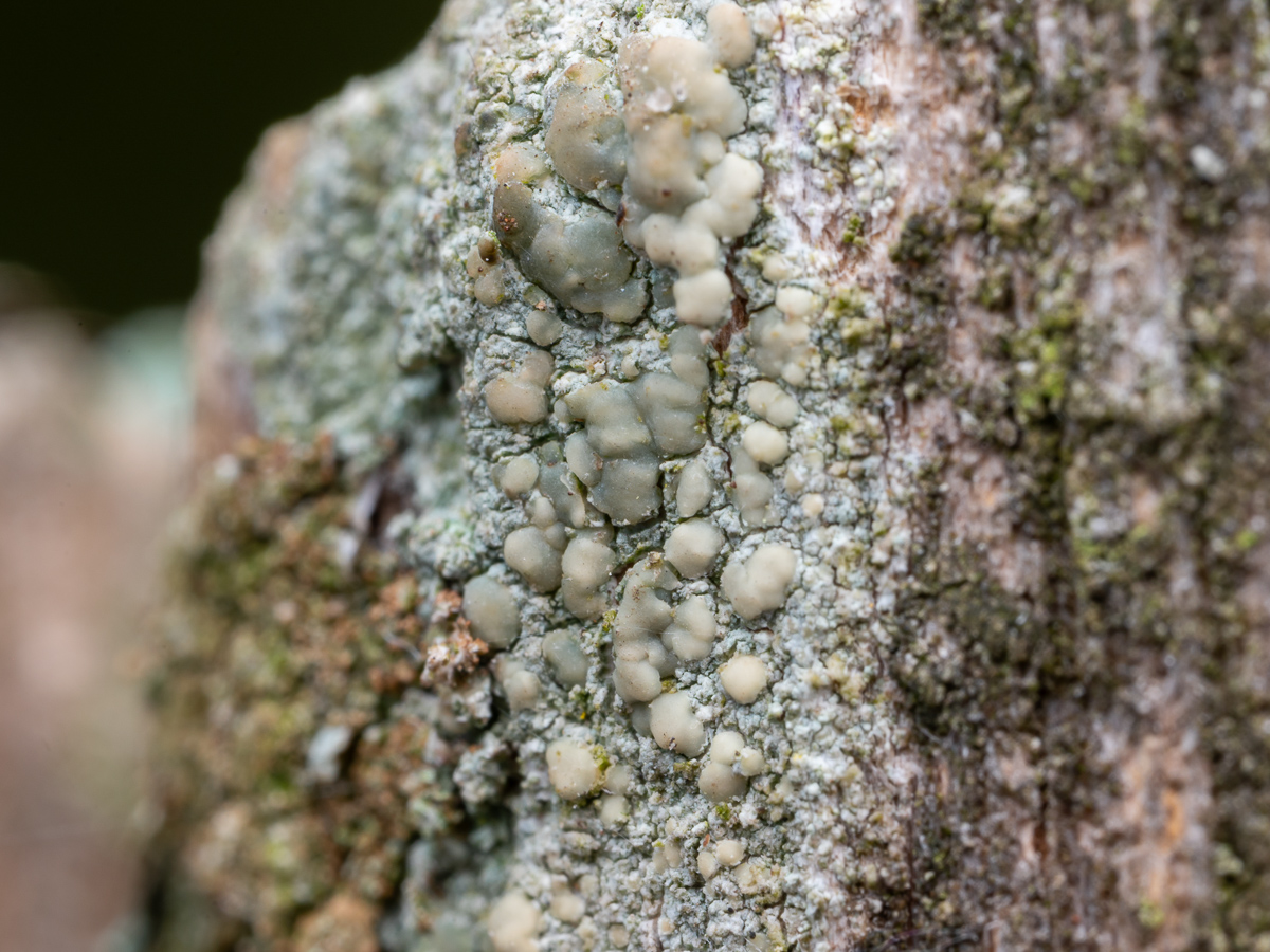 Lecanora symmicta (door Job van Dieten)