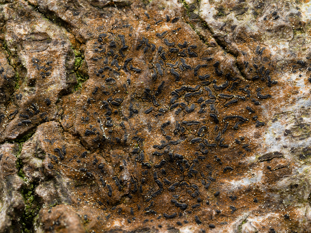 Zwackhia viridis (door Job van Dieten)