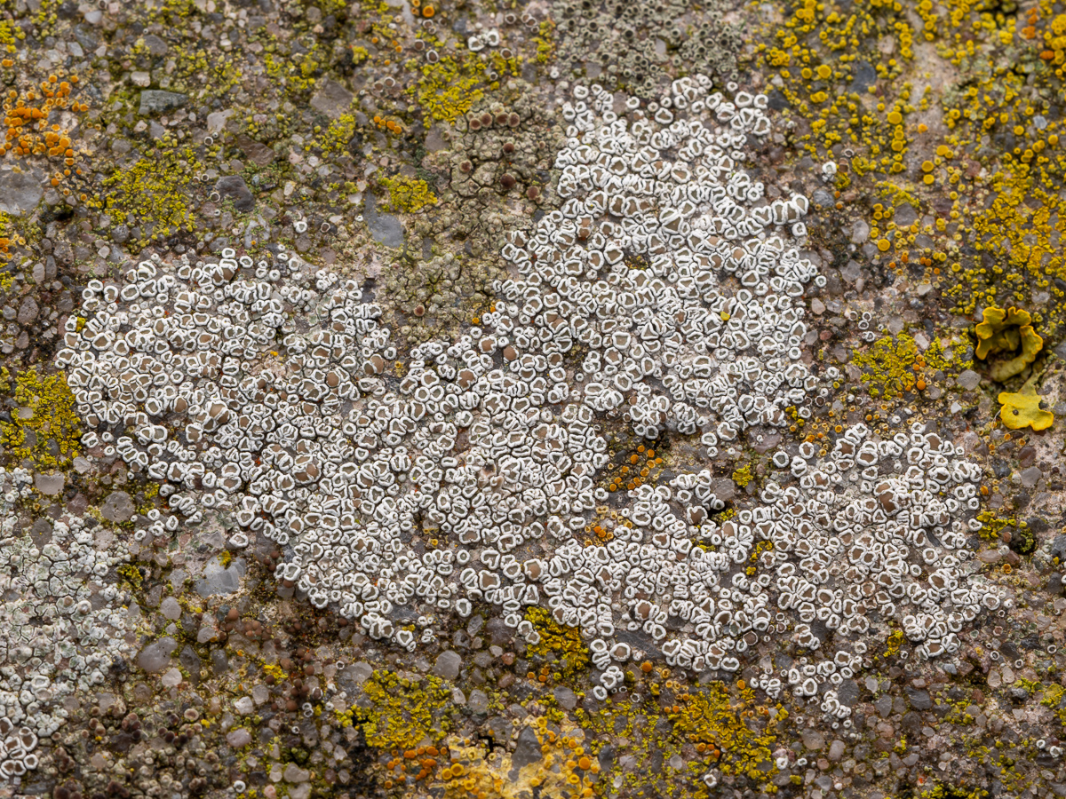 Myriolecis dispersa (door Job van Dieten)