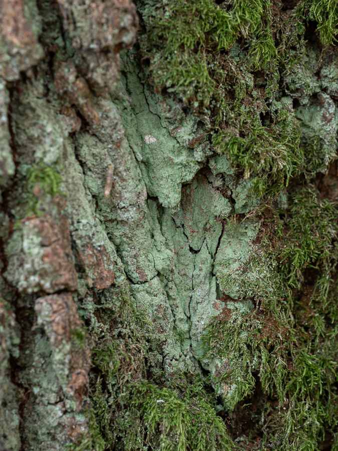 Lepraria umbricola (door Job van Dieten)
