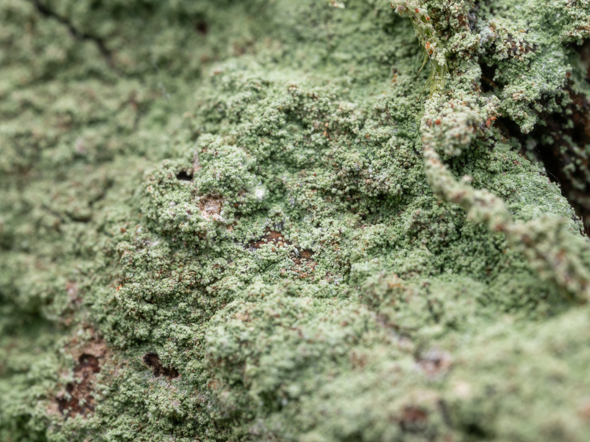 Lepraria umbricola (door Job van Dieten)