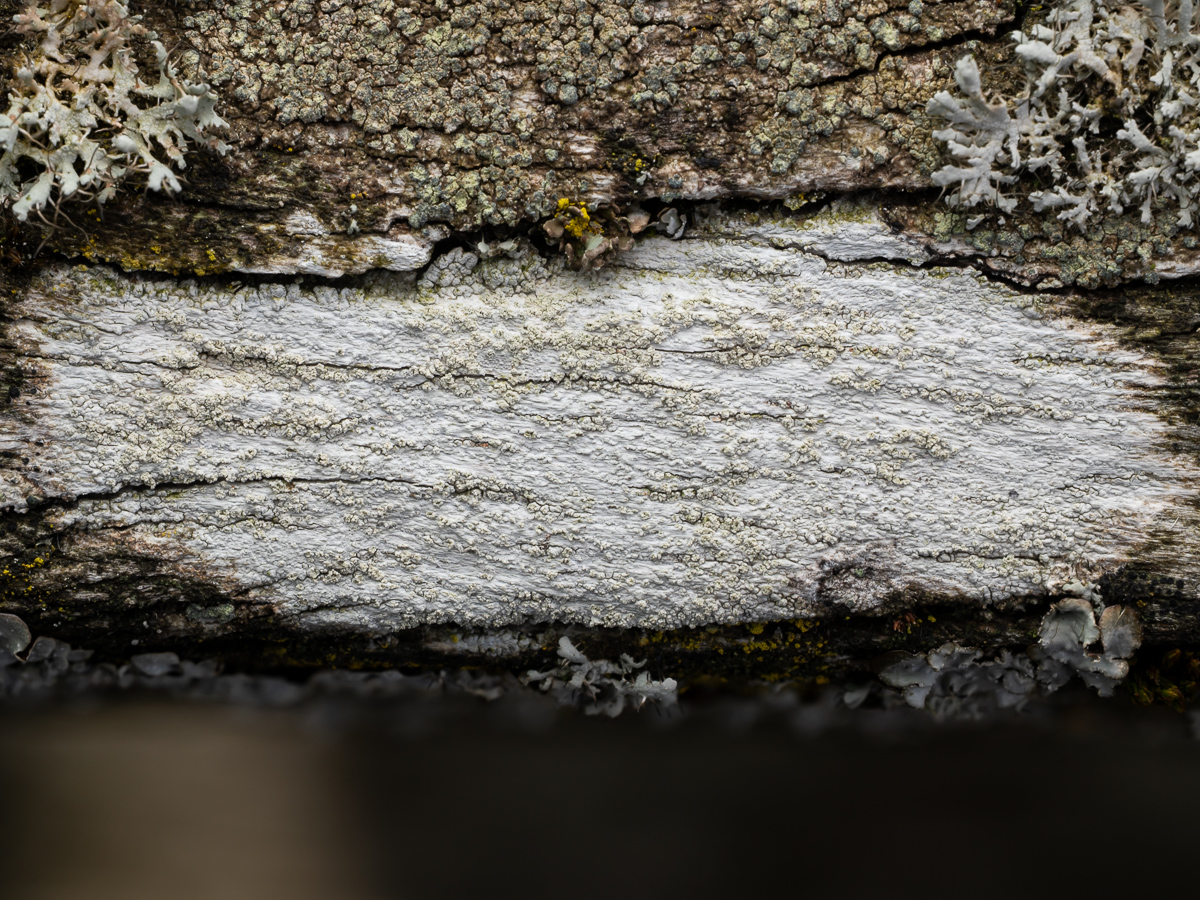 Ochrolechia arborea (door Job van Dieten)